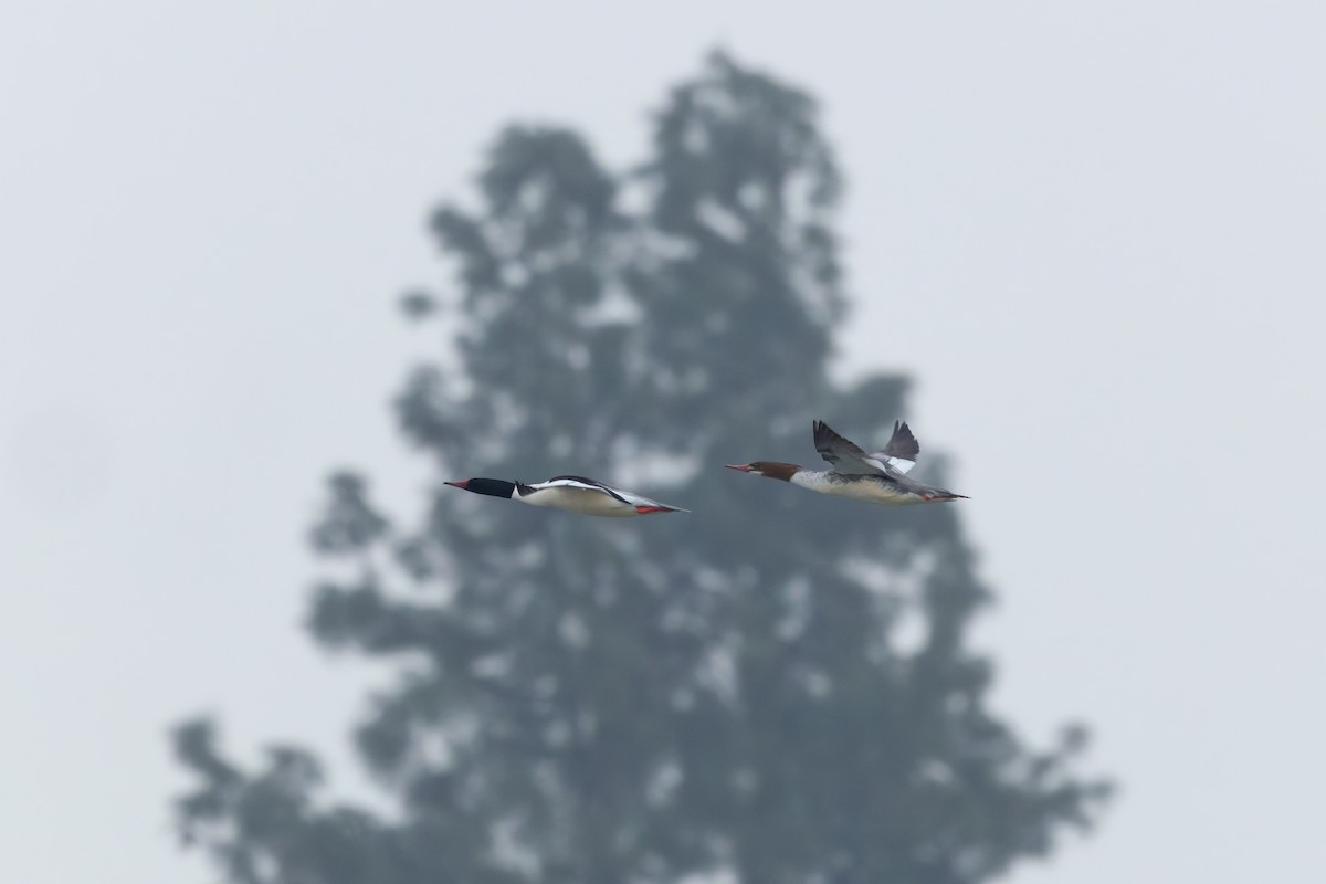 Common Merganser (North American) - ML627755122
