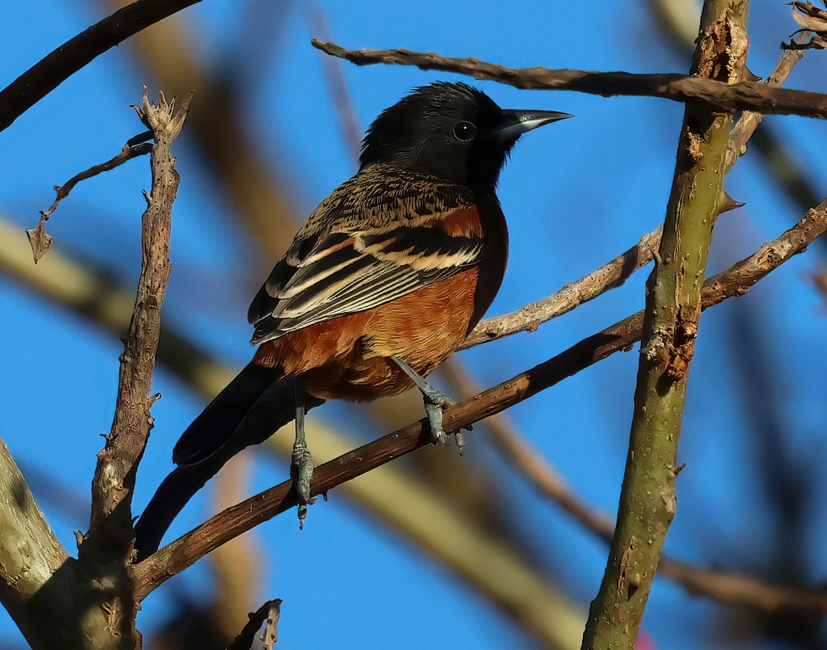 Orchard Oriole - ML627755185