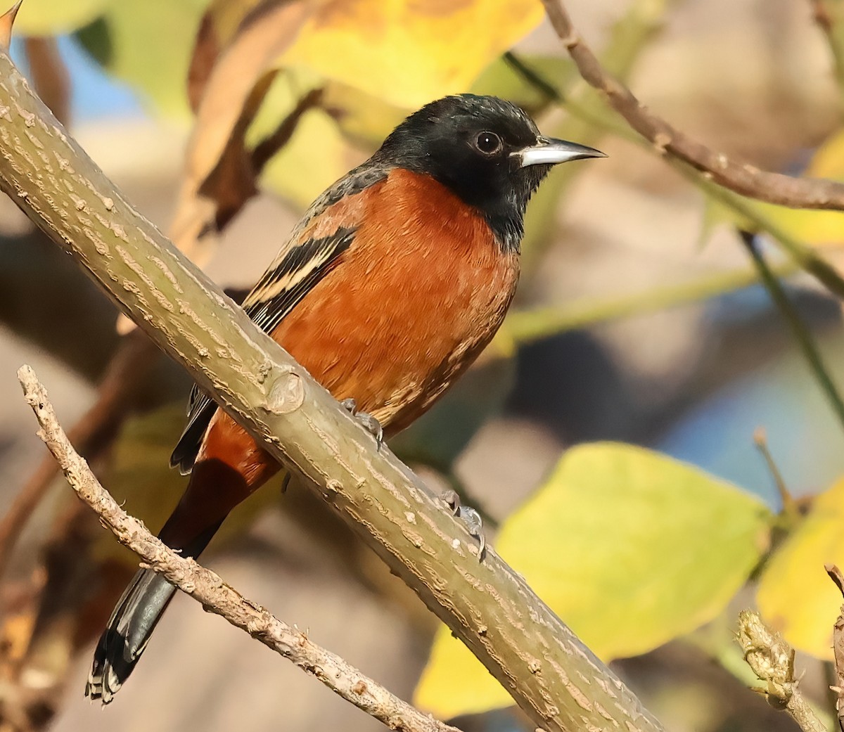 Orchard Oriole - ML627755189