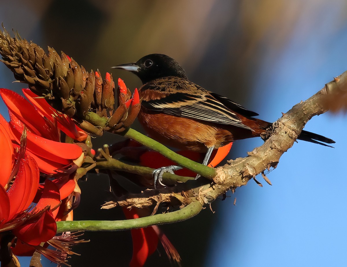 Orchard Oriole - ML627755203