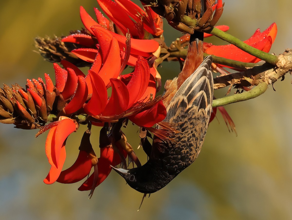 Orchard Oriole - ML627755204