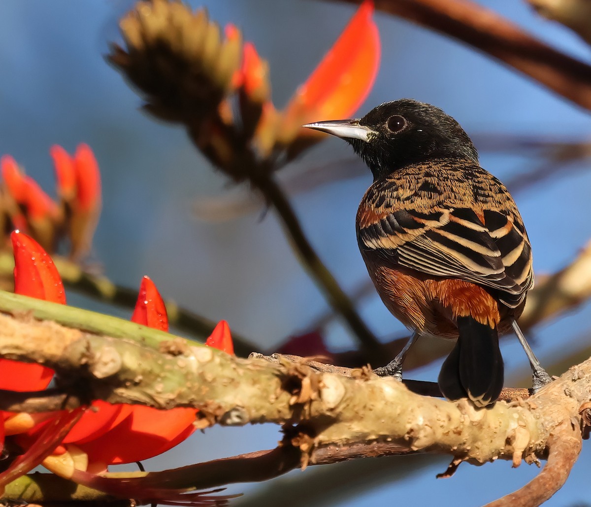 Orchard Oriole - ML627755218