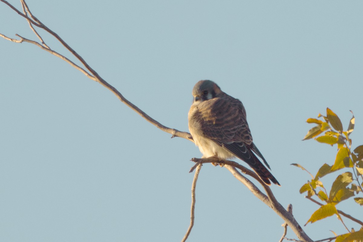 American Kestrel - ML627755250