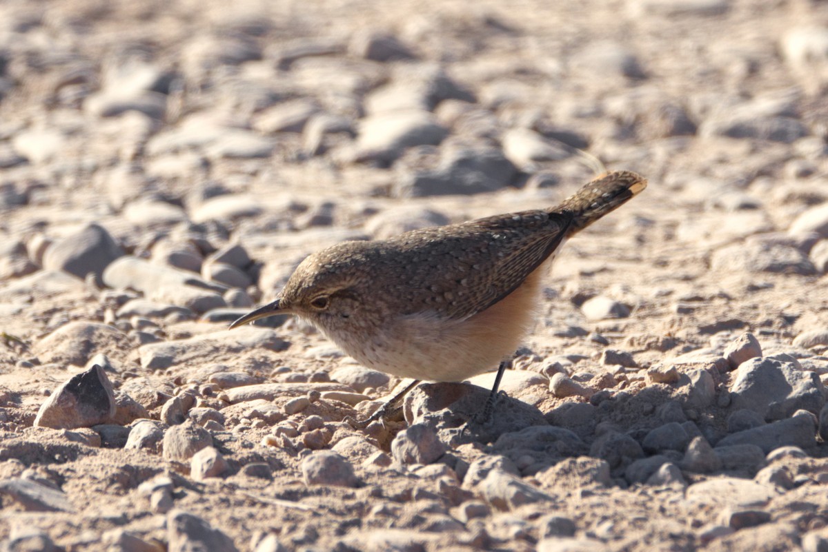 Rock Wren - ML627755260