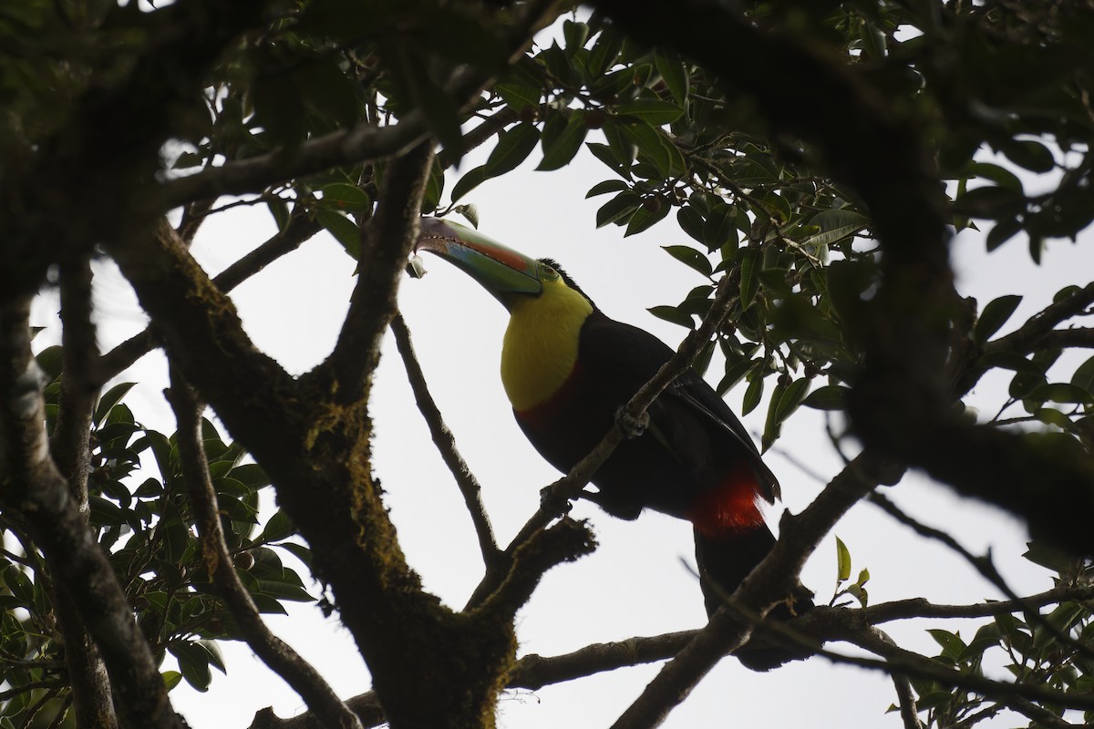 Keel-billed Toucan - ML627755331