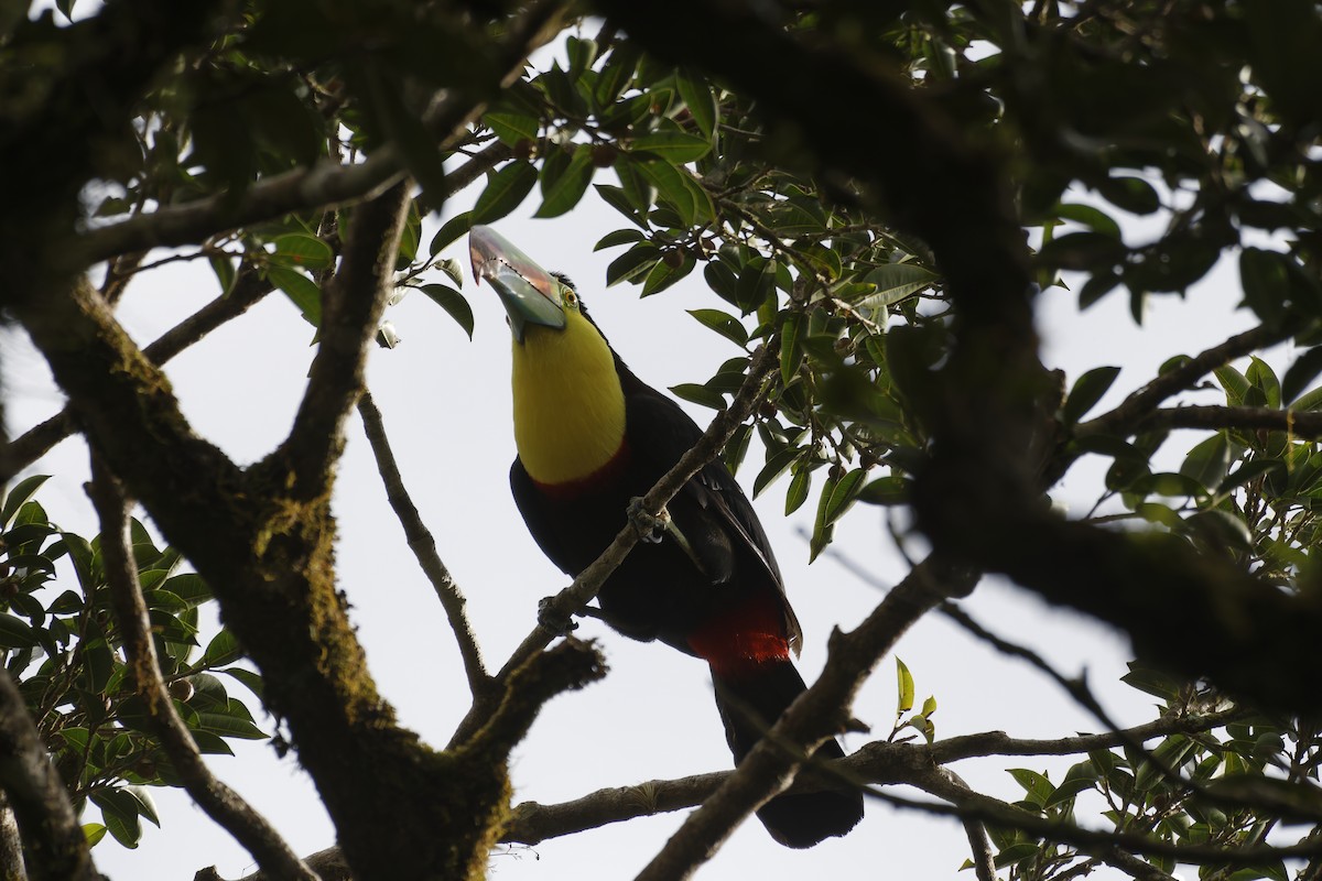 Keel-billed Toucan - ML627755332