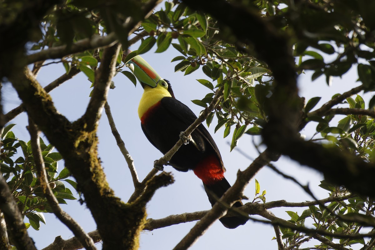 Keel-billed Toucan - ML627755333