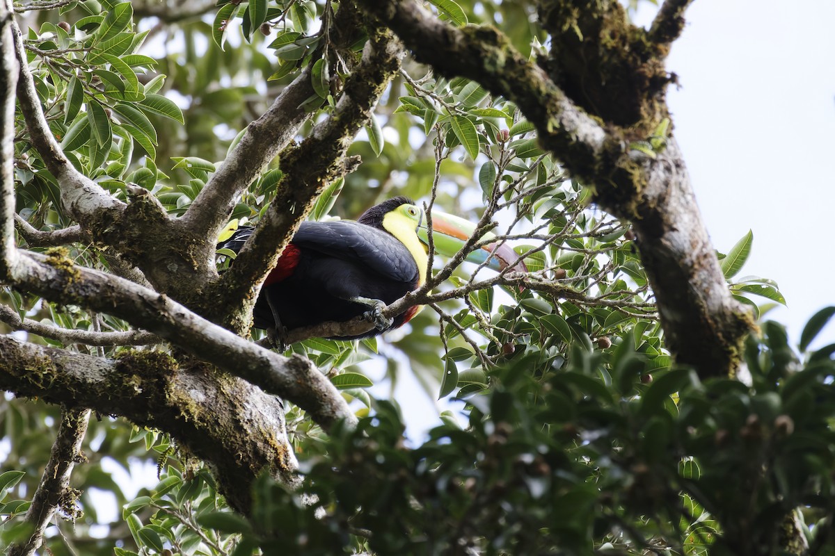 Keel-billed Toucan - ML627755334