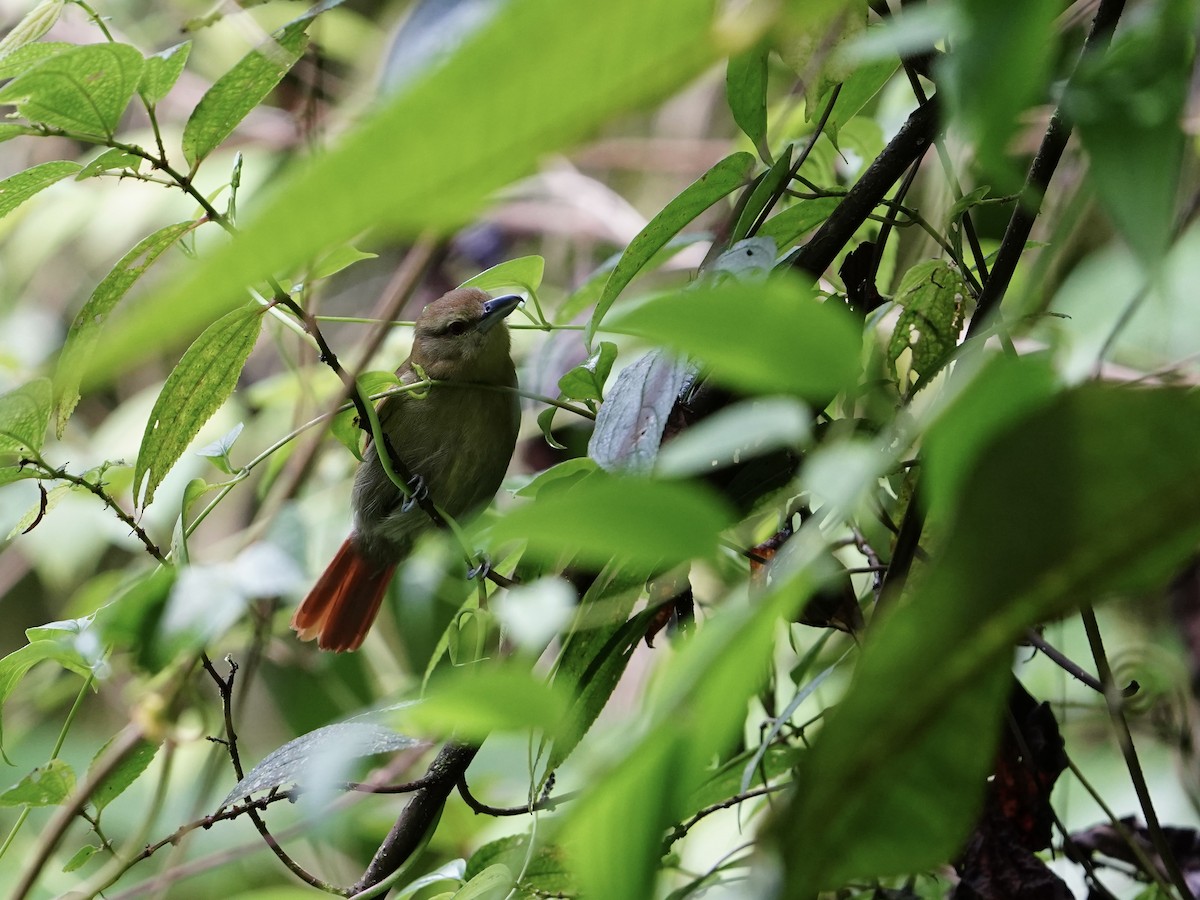 Batará Café - ML627755452