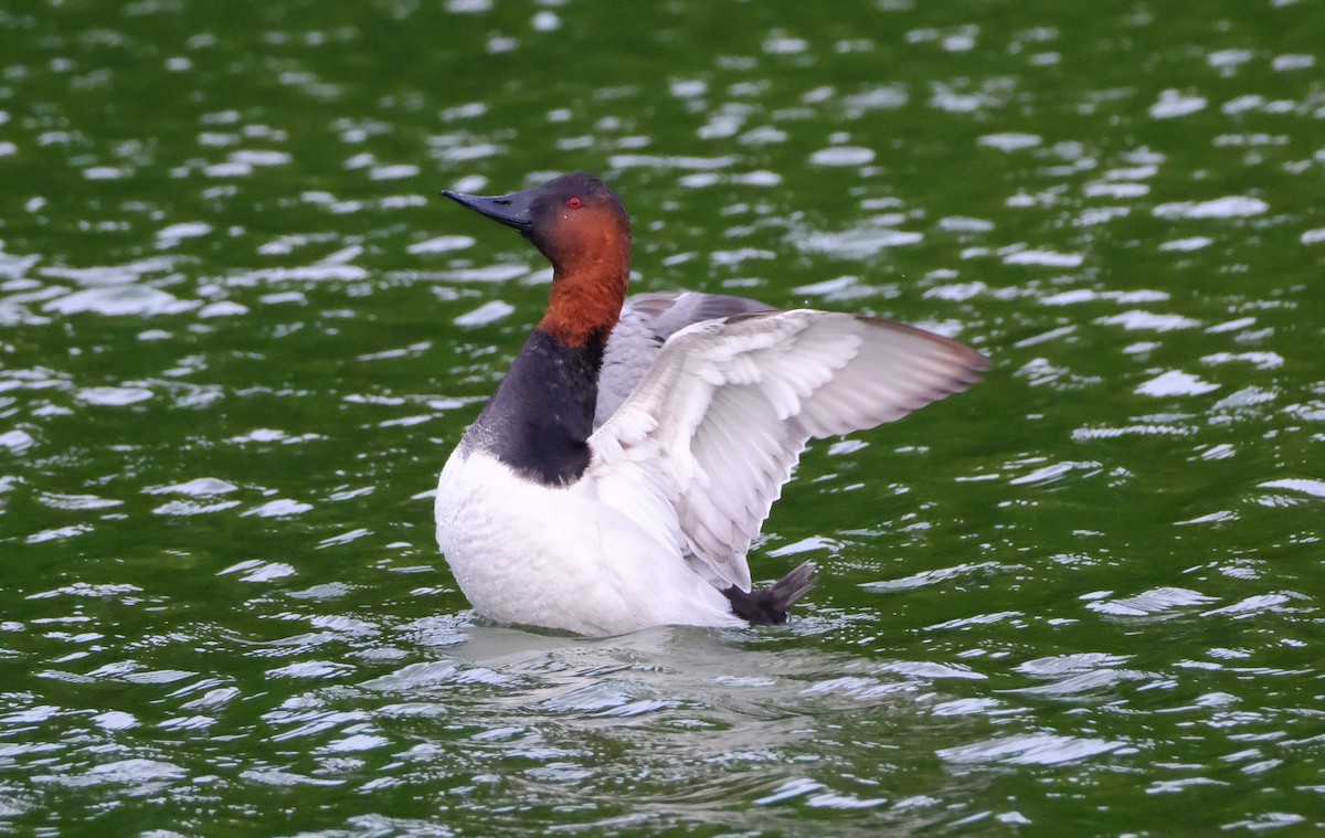 Canvasback - ML627755476