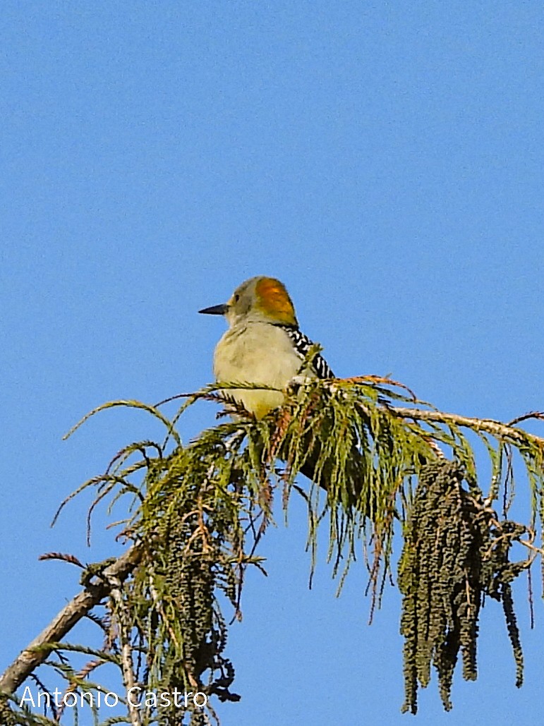 Golden-fronted Woodpecker - ML627755539