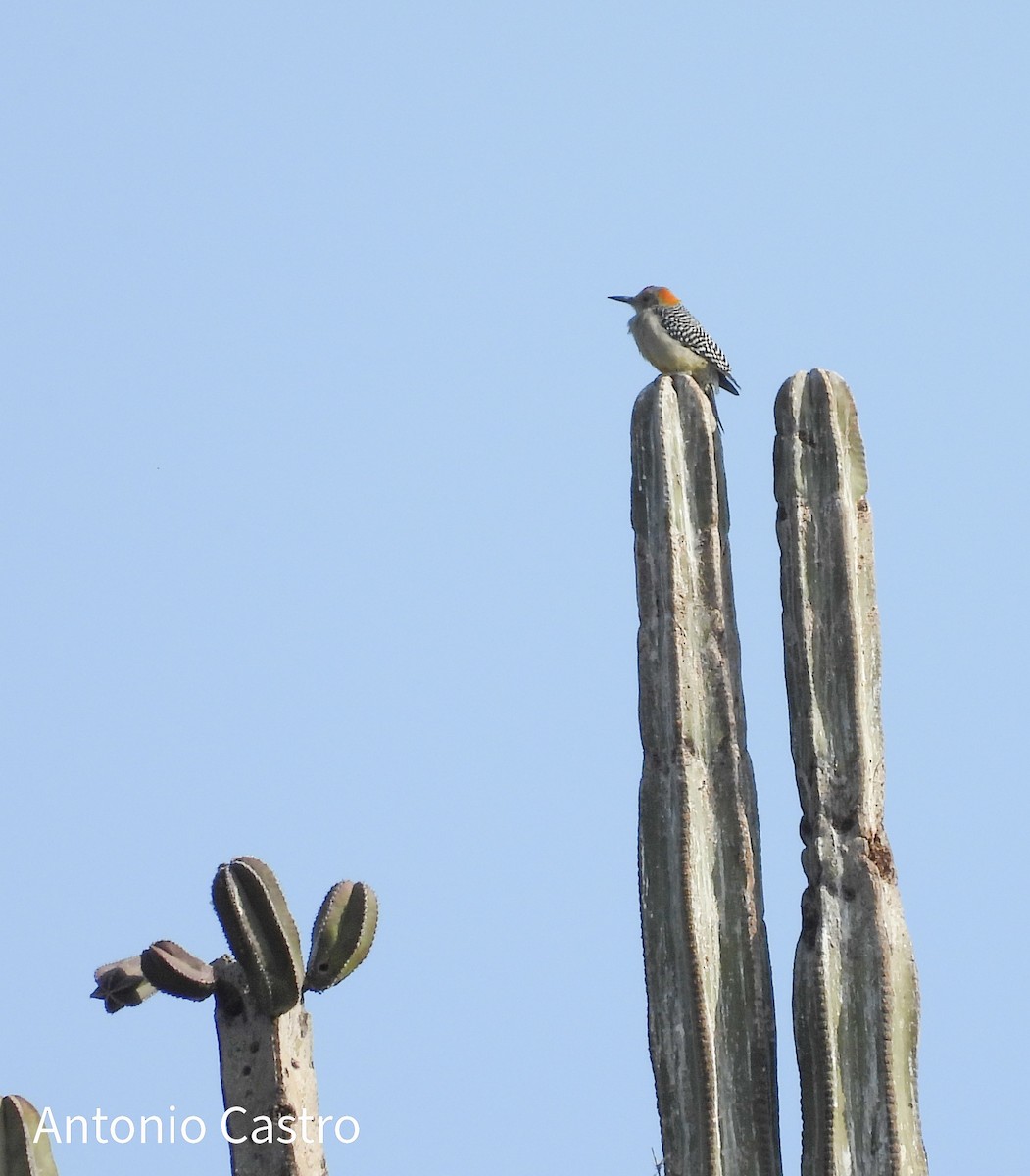 Golden-fronted Woodpecker - ML627755540