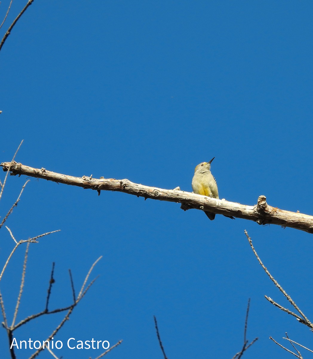 Golden-fronted Woodpecker - ML627755541