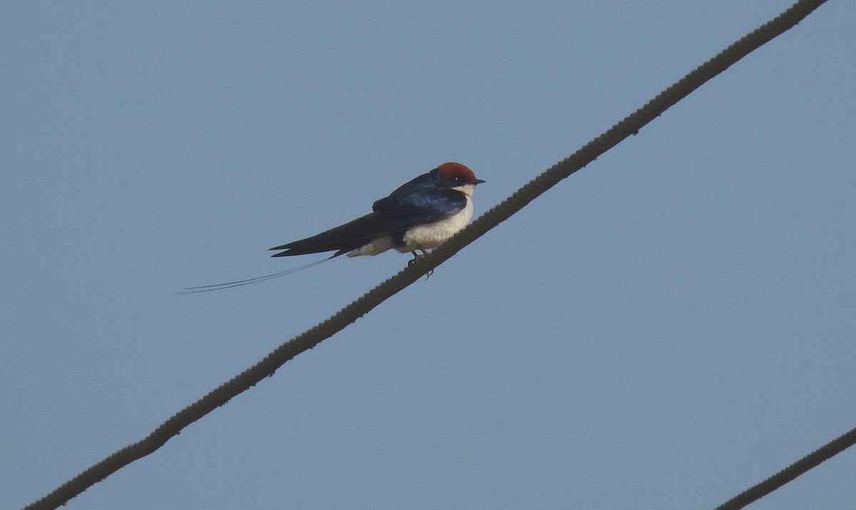 Wire-tailed Swallow - ML627755598