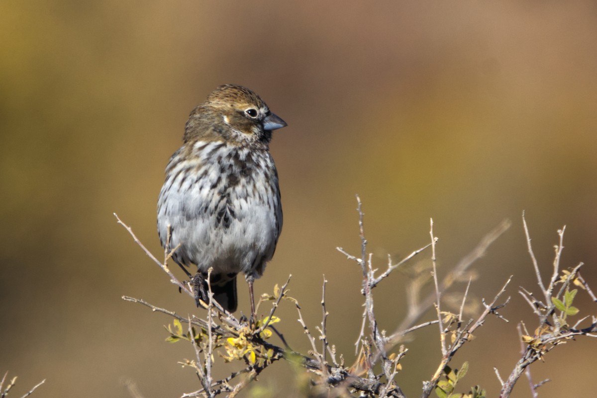 Lark Bunting - ML627755741