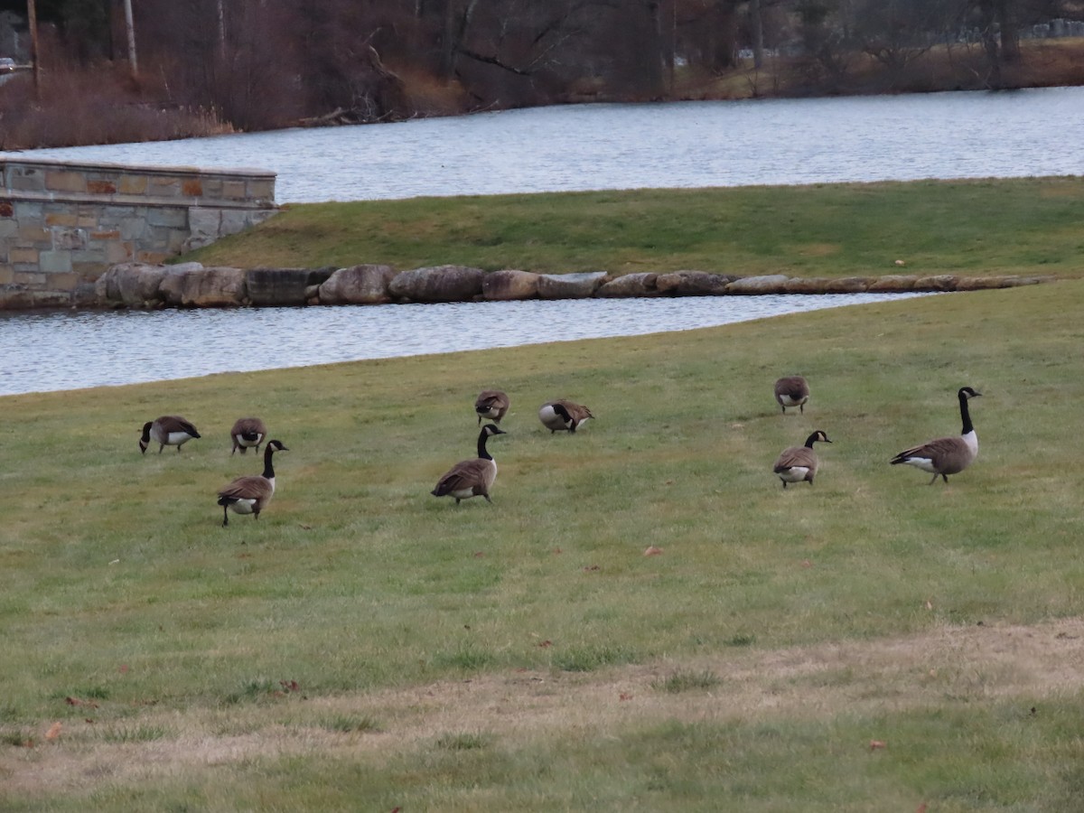 Canada Goose - ML627755833