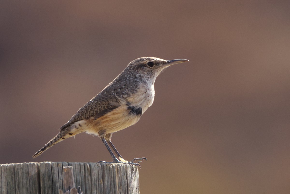 Rock Wren - ML627755836