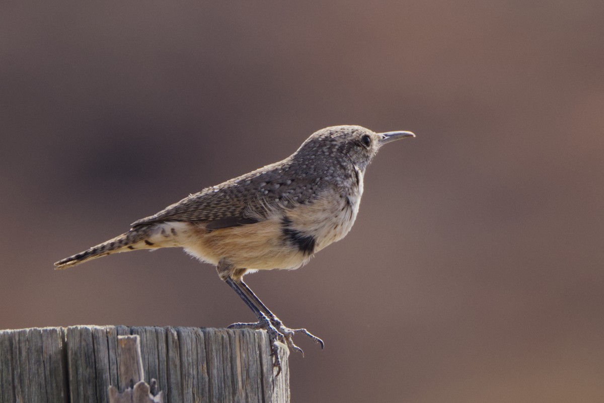 Rock Wren - ML627755837