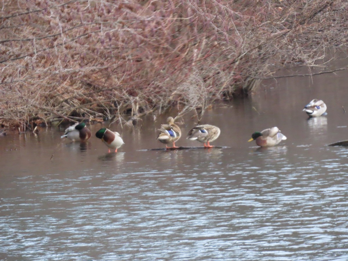Mallard - ML627755841