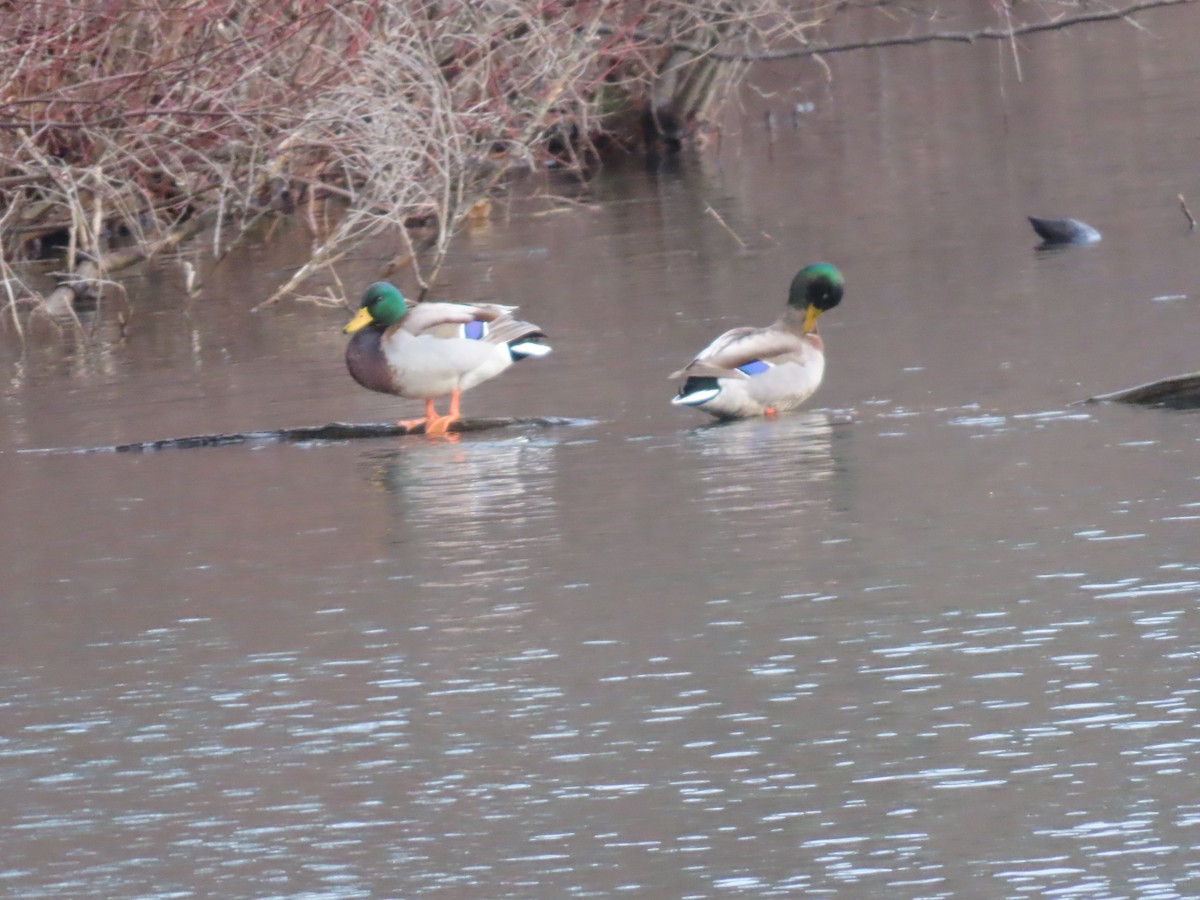 Mallard - ML627755842