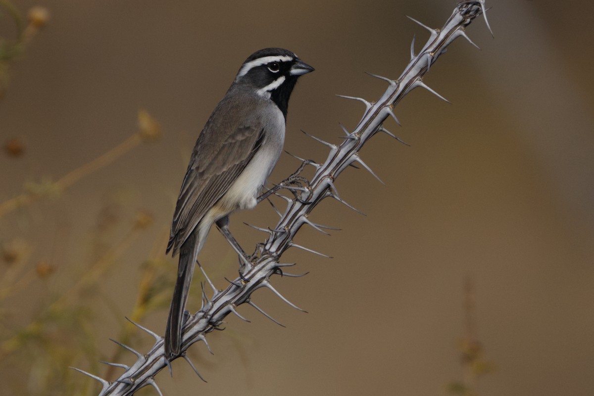 Black-throated Sparrow - ML627755851