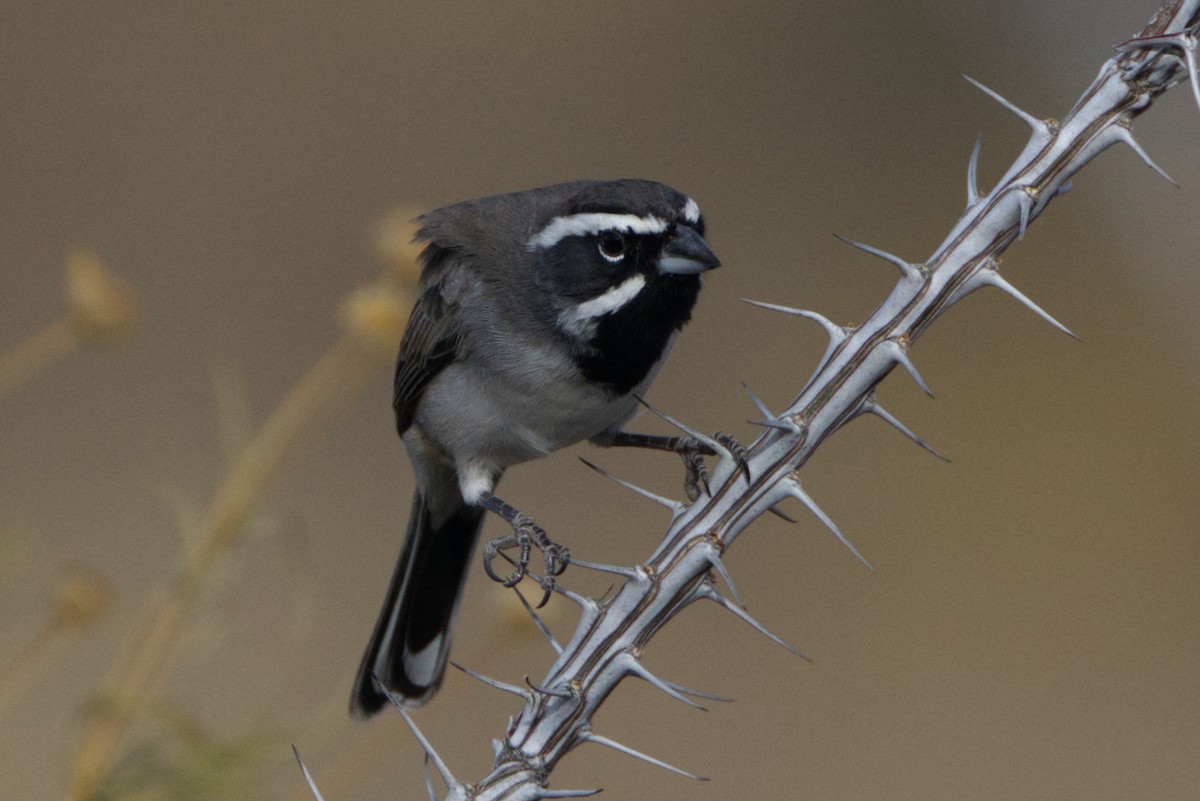 Black-throated Sparrow - ML627755852