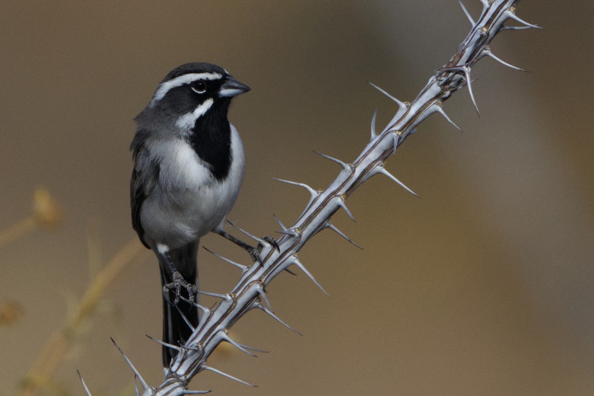Black-throated Sparrow - ML627755853
