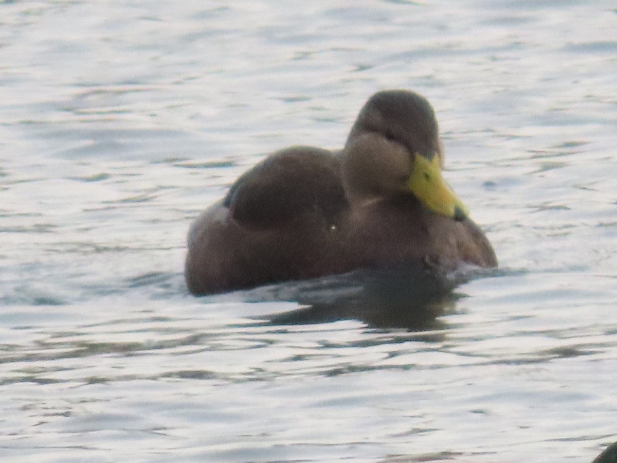 American Black Duck - ML627755855