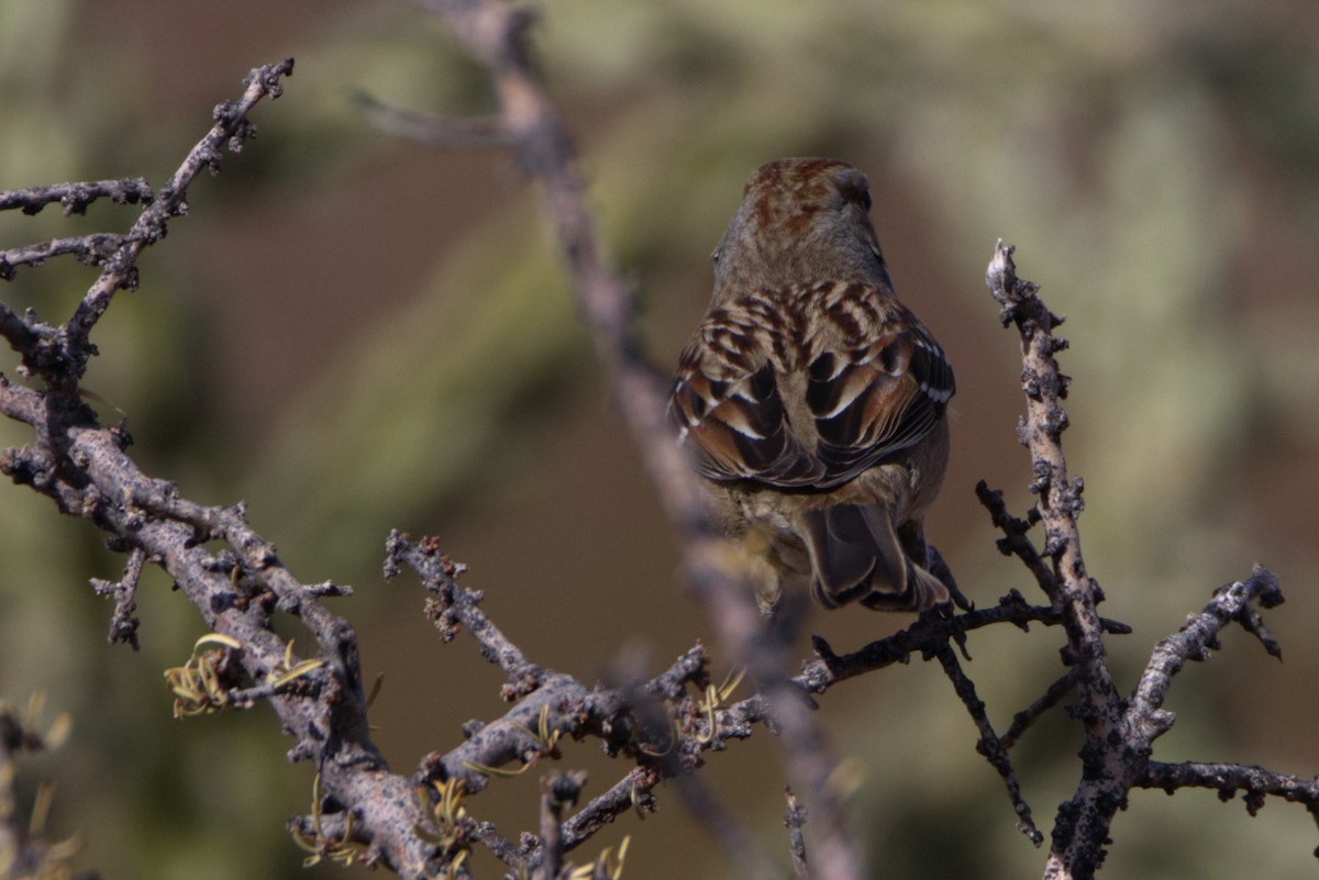 White-crowned Sparrow - ML627755862