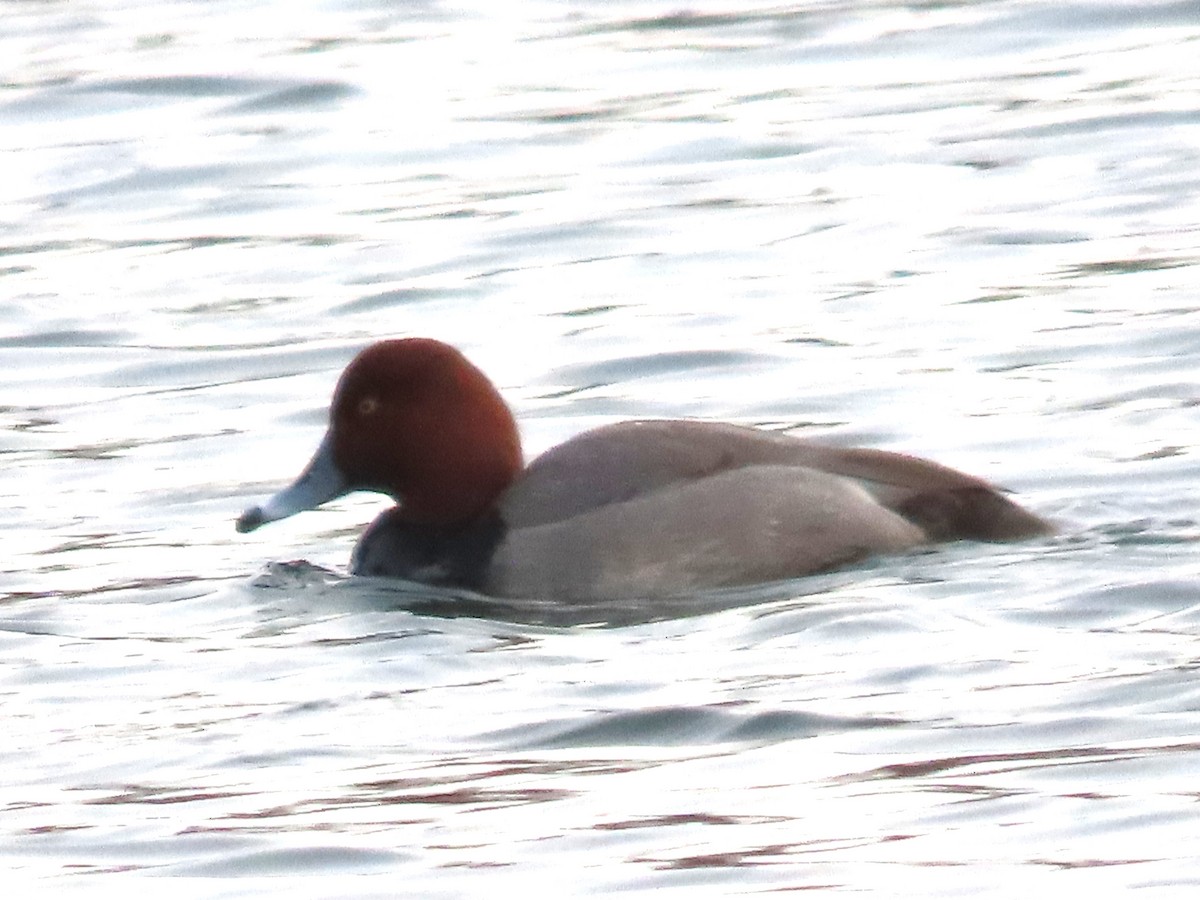 Redhead - ML627755869