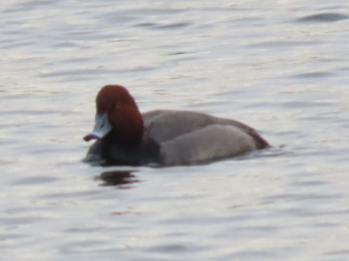 Redhead - ML627755870