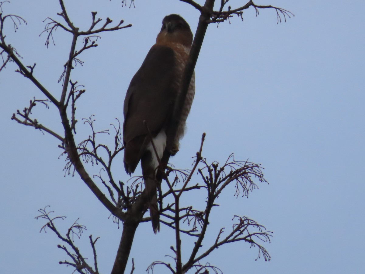 Cooper's Hawk - ML627755917