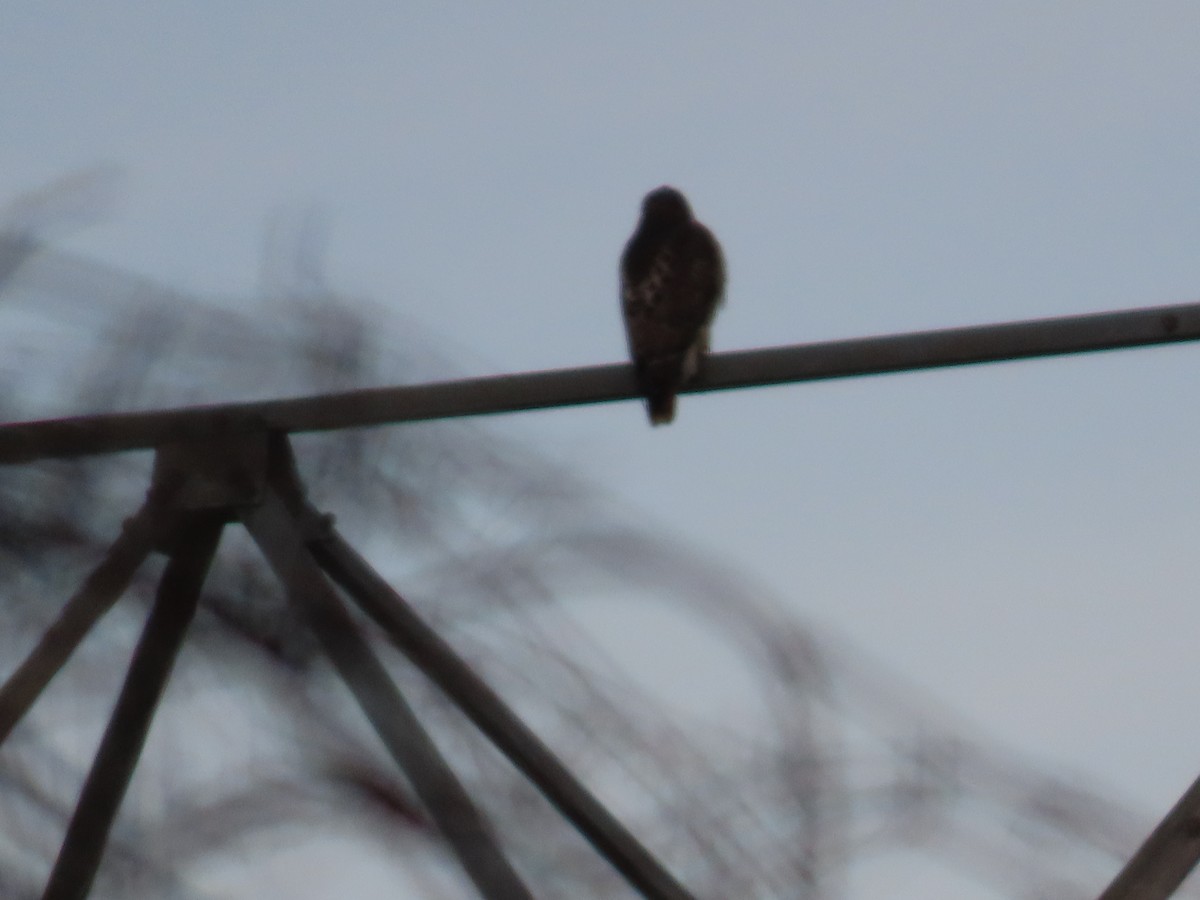 Red-tailed Hawk - ML627755920