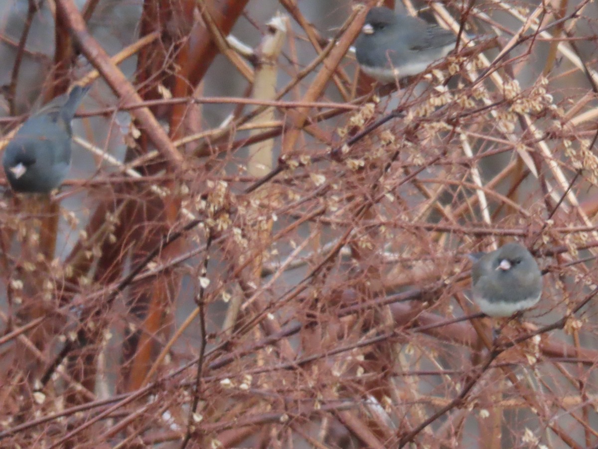 Dark-eyed Junco - ML627755934