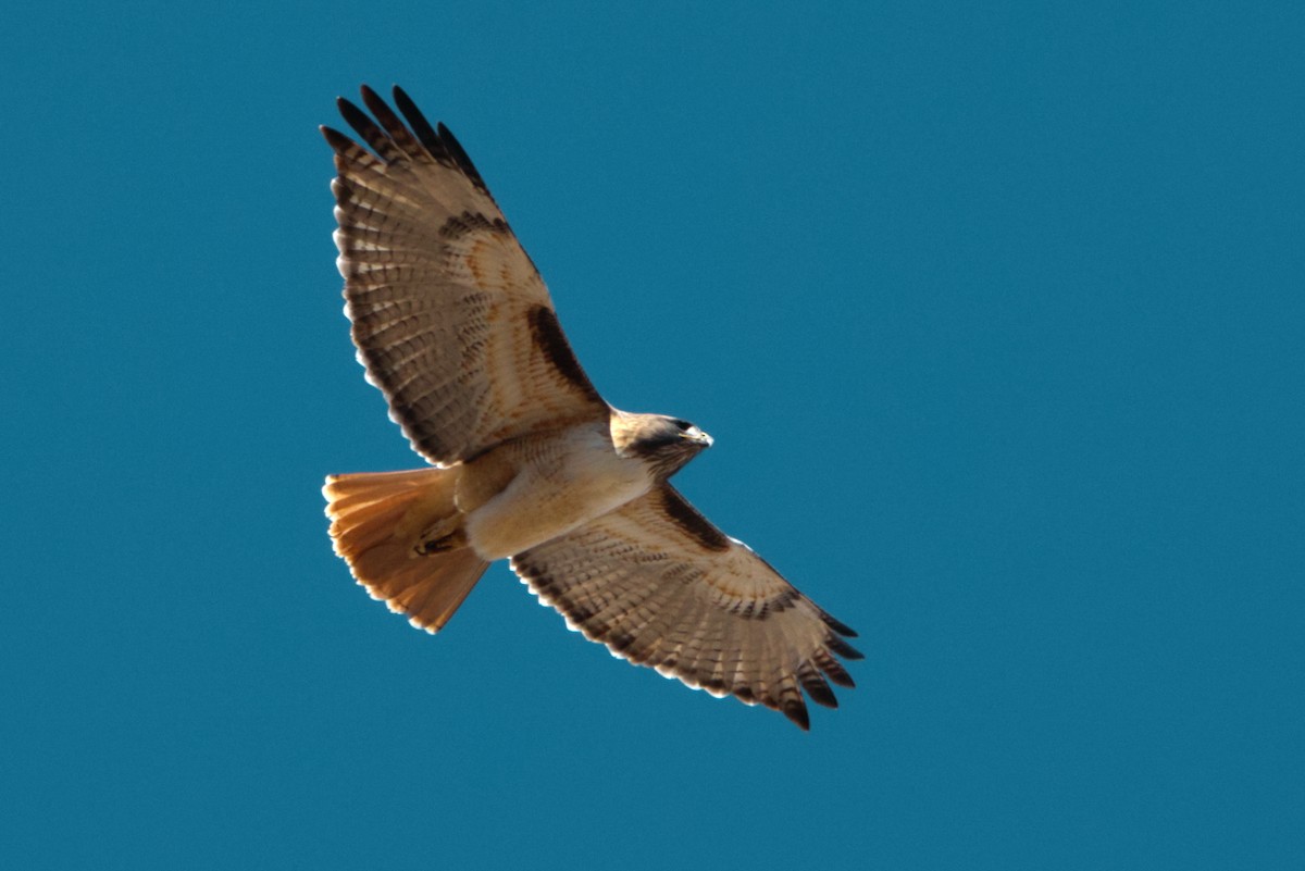 Red-tailed Hawk - ML627755936