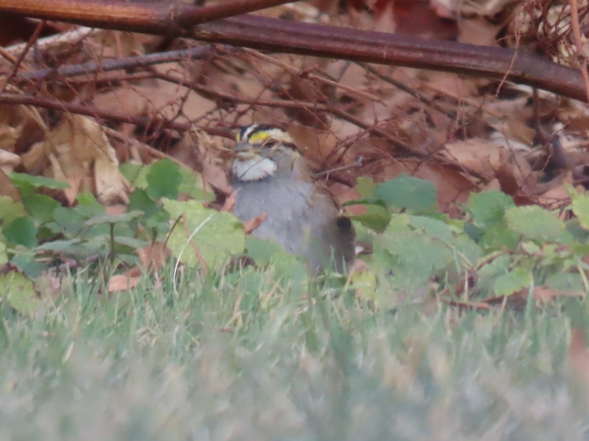 White-throated Sparrow - ML627755938