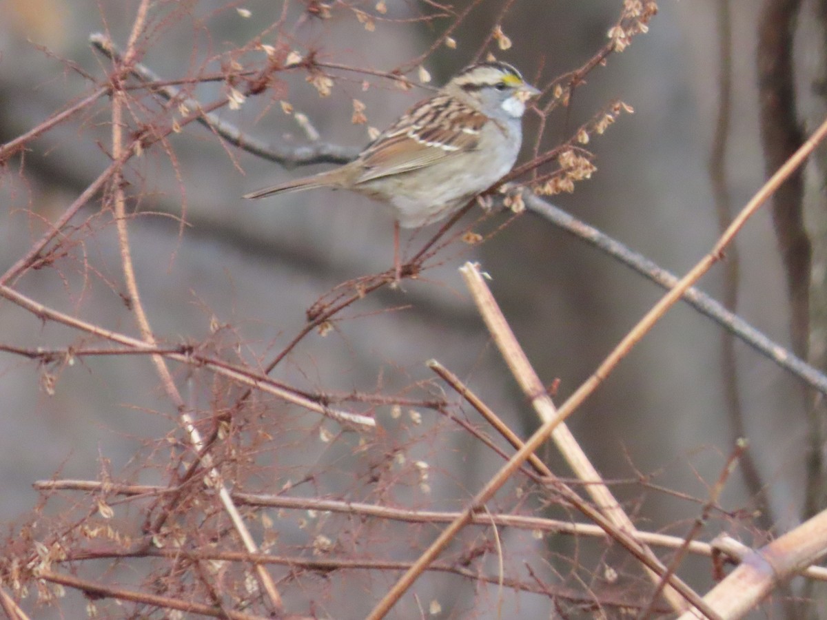White-throated Sparrow - ML627755939