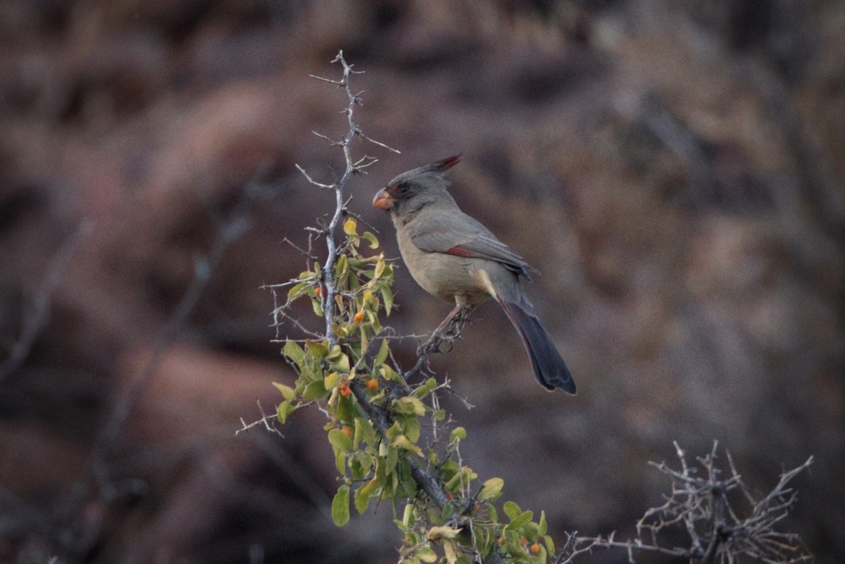 Pyrrhuloxia - ML627755958