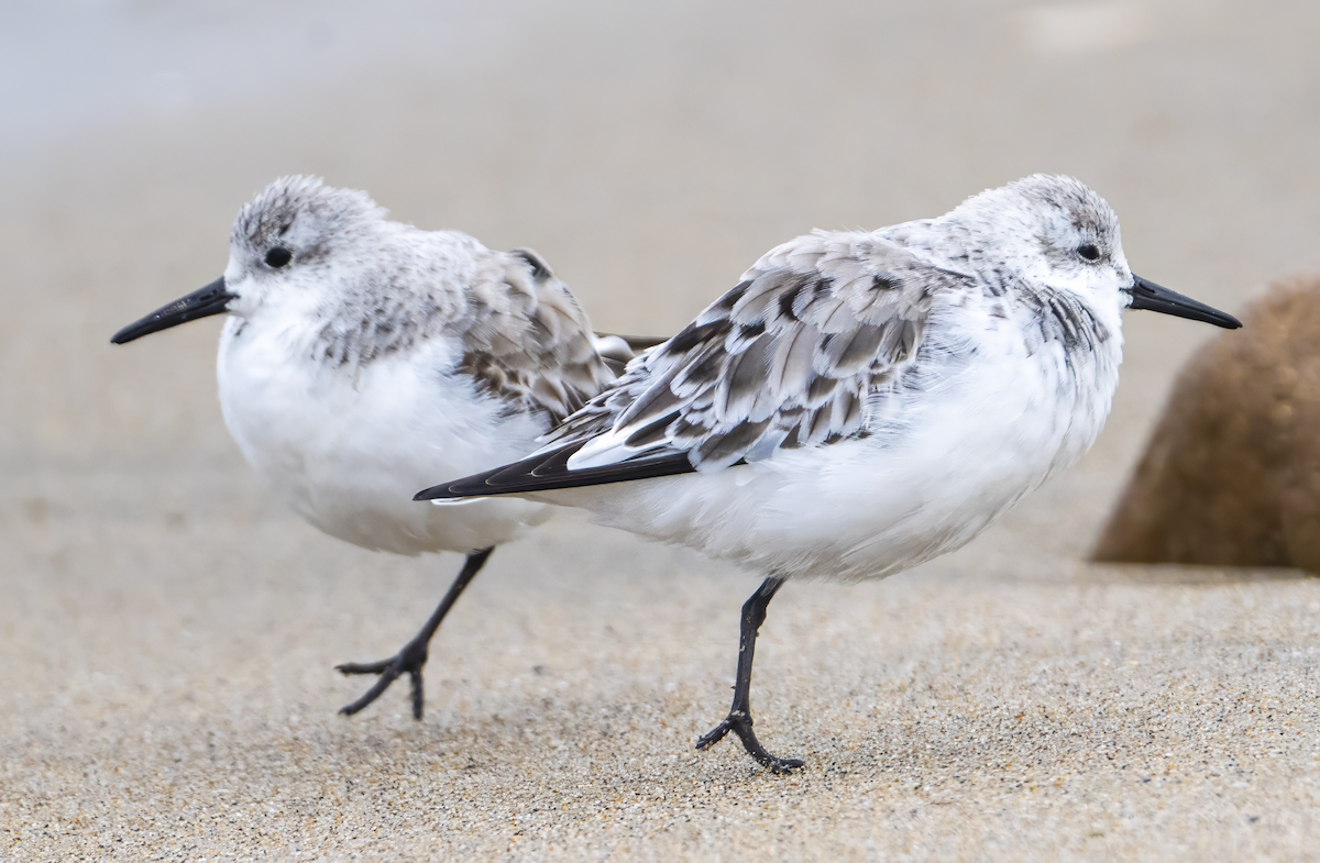 Sanderling - ML627756013