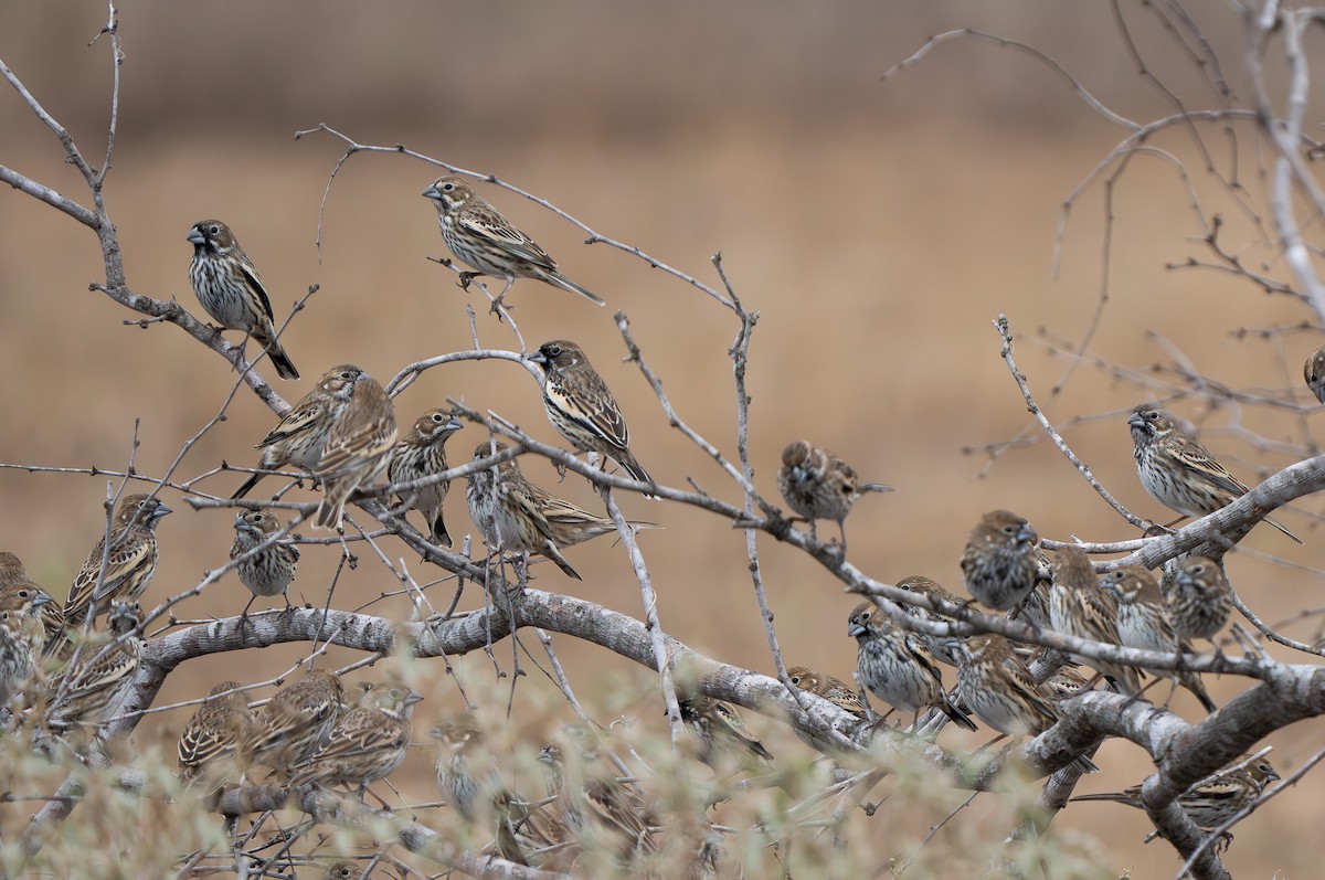 Lark Bunting - ML627756271