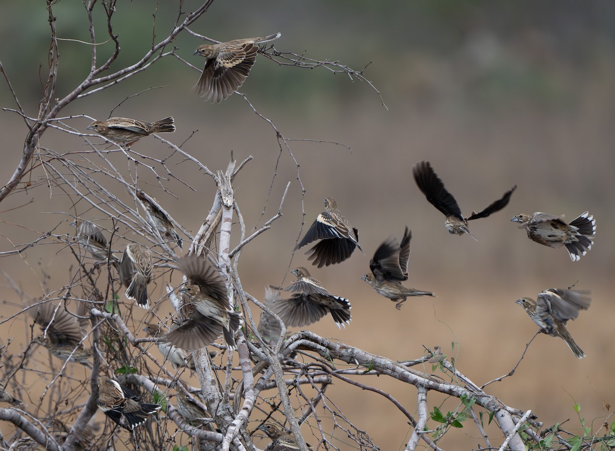 Lark Bunting - ML627756273