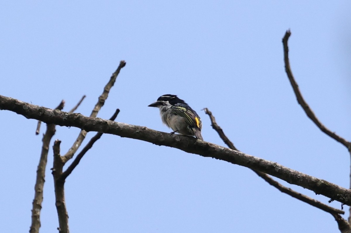 Yellow-rumped Tinkerbird - ML627756320