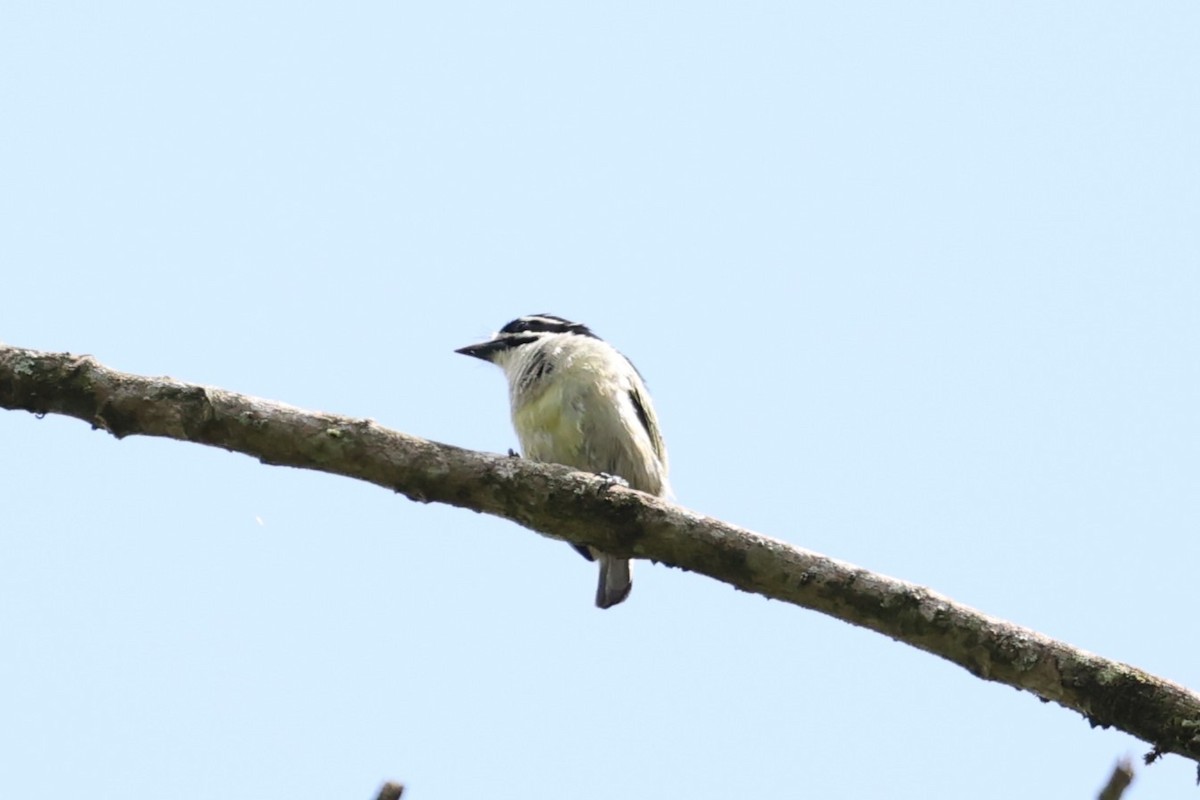 Yellow-rumped Tinkerbird - ML627756321