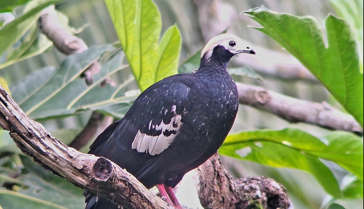 Blue-throated Piping-Guan - ML627756448