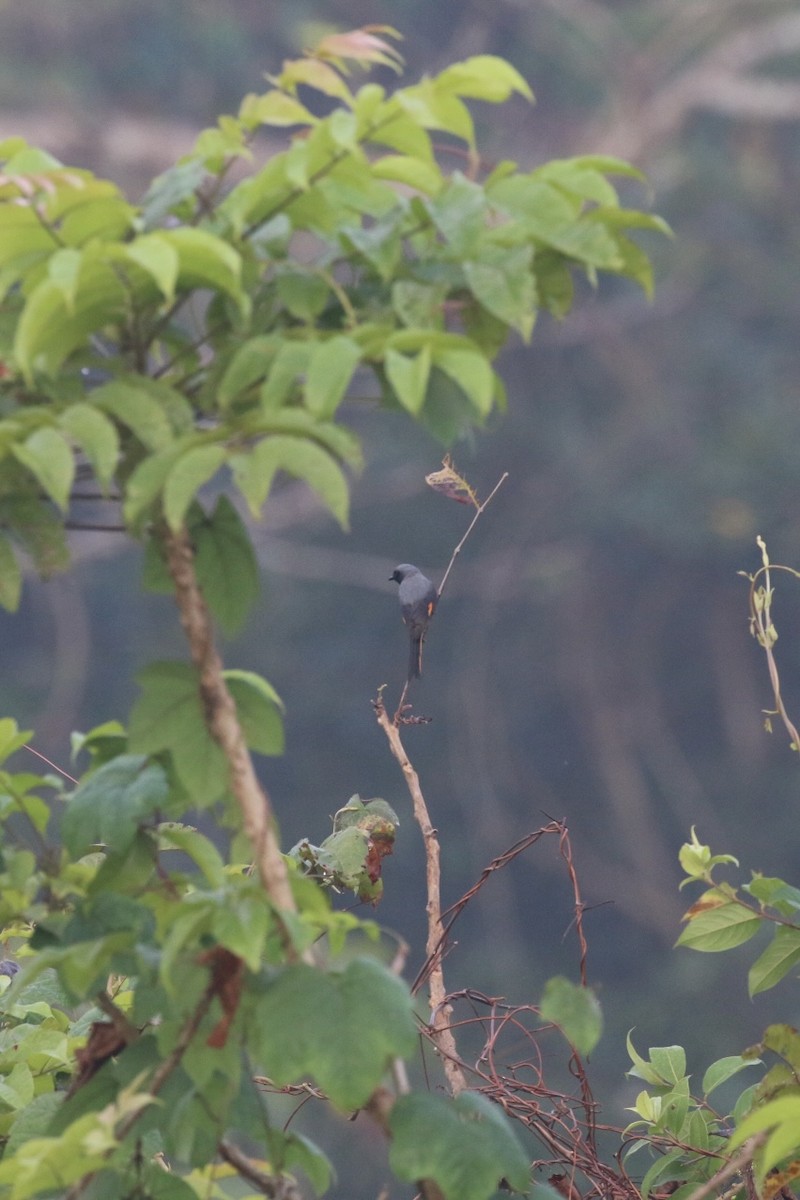 Small Minivet - ML627756504