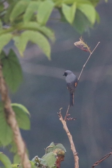 Small Minivet - ML627756506