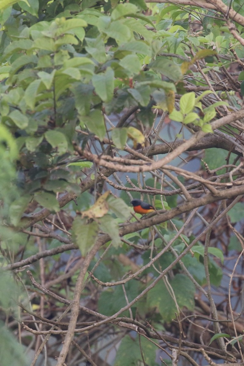 Small Minivet - ML627756507