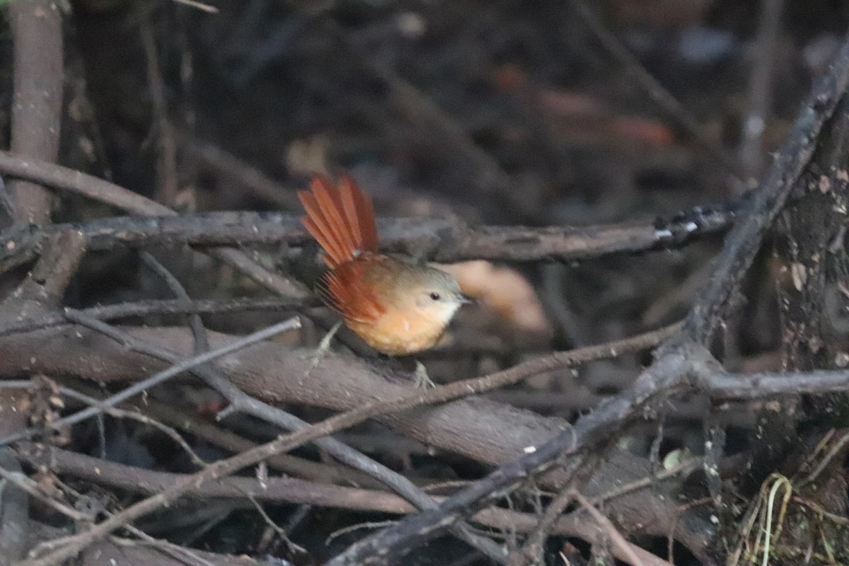 White-lored Spinetail - ML627756696