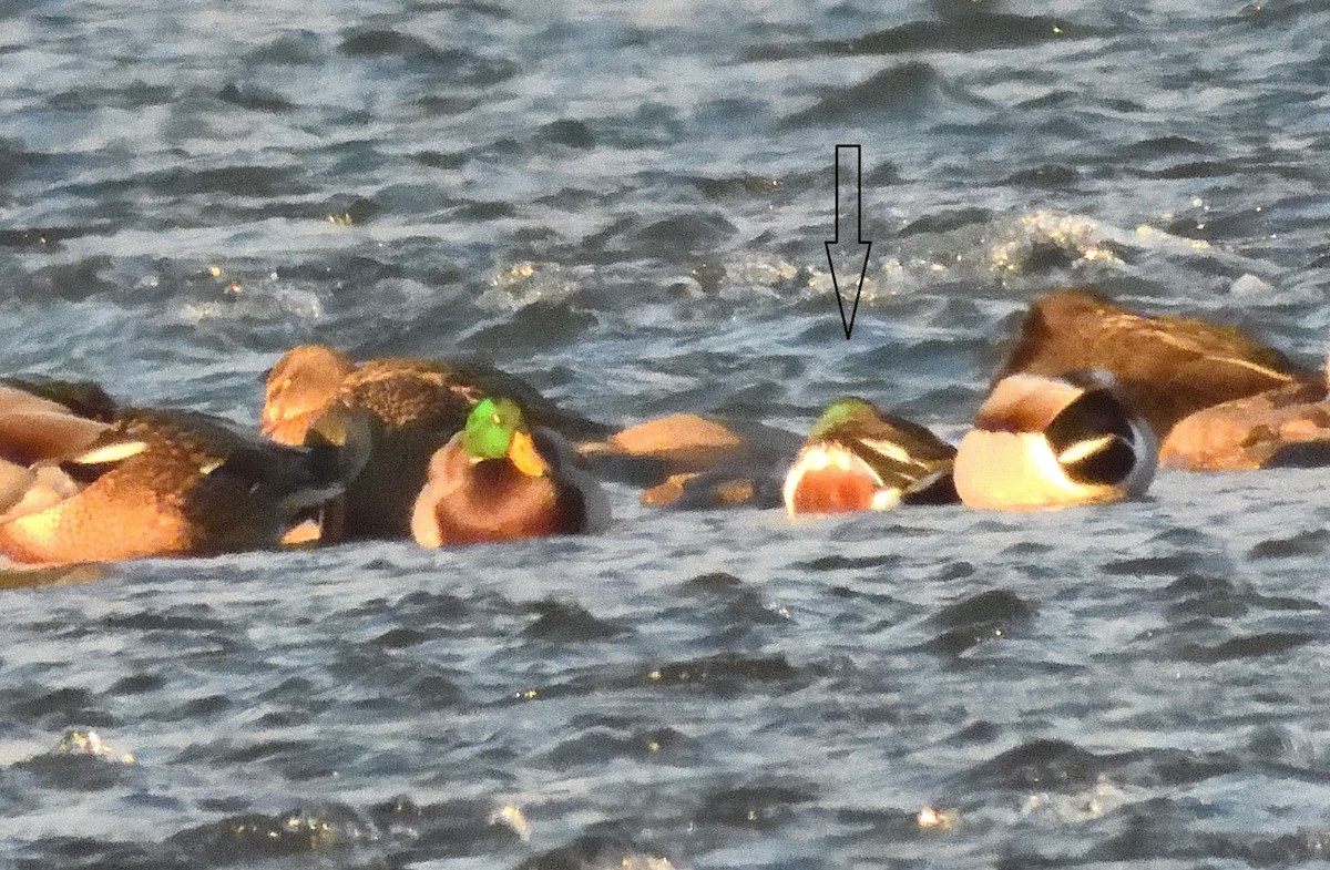 Northern Shoveler - ML627756718