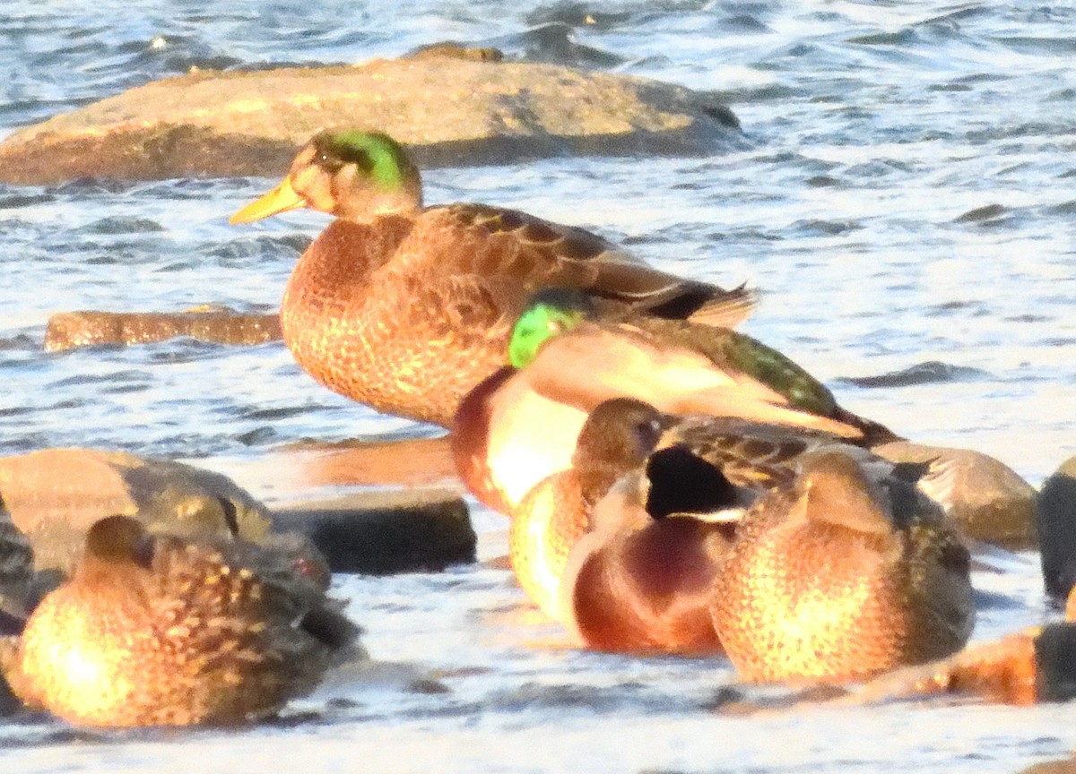 Mallard x American Black Duck (hybrid) - ML627756723